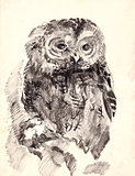 owl brush drawing sketch