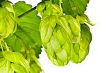 Branch of fresh green hop
