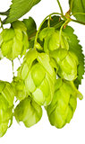 Branch of green hop closeup