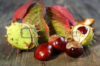 Horse Chestnut with autumn leaves.