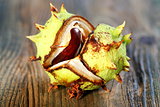 Horse chestnut.