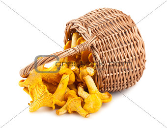 Sprinkled basket with mushrooms