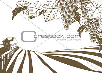 Vineyard Grapevine Farm Illustration