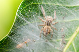 Spider in green nature background