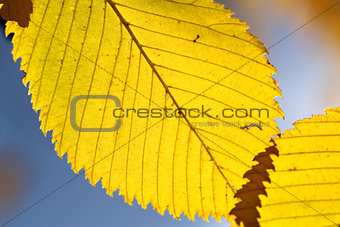 yellow leaves macro