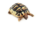 baby of Hermann tortoise