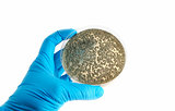 agar plate with fungi microorganisms
