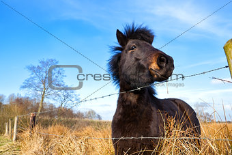 brown pony on pasture
