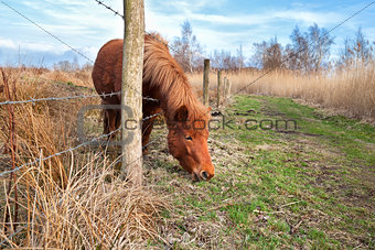 cute pony on pasture