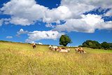 few alpine cows on summer pastoral