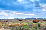 Scottish Highlands cattle on pasture