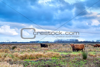 Scottish Highlands cattle on pasture