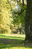 old oak tree in the park