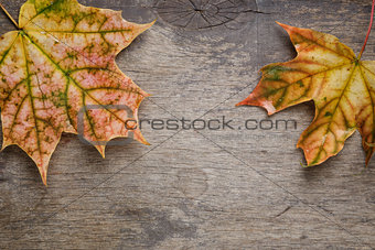 autumn maple leaves on wood surface