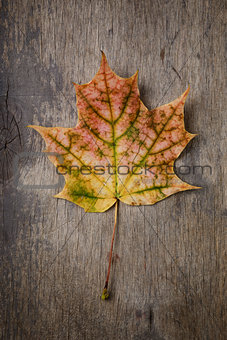 autumn maple leaf on wood surface