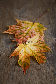 autumn maple leaves on wood surface
