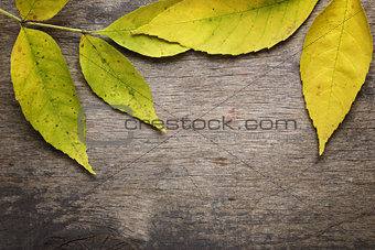 autumn ash leaves on wood surface