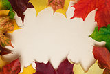 autumn maple leaves on paper surface