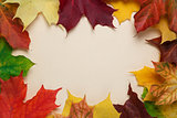 autumn maple leaves on paper surface