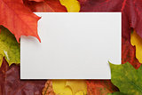 autumn maple leaves on wood surface with paper card