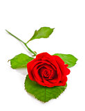 red rose with green leaf