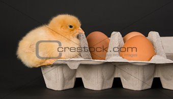 Rhode Island Red Baby Chick Sitting in Egg Carton
