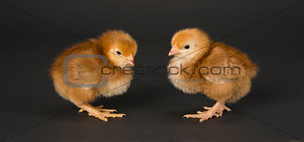 Chicken Couple Face to Face Baby Chicks on Black