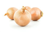 Ripe golden onions 