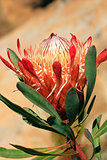 Pretty protea flower