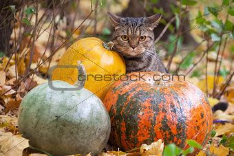 Big cat with orange eyes in the autumn park