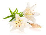 Two white lily flowers