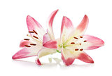 Two pink lily