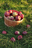 Basket of apples in the grass