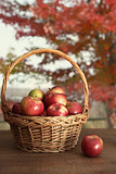 Basket of freshly picked apples on table