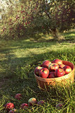 Bushel of apples in the orchard