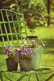 Spring violets in pots on garden chair