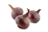 Ripe red onions