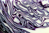 fresh red cabbage