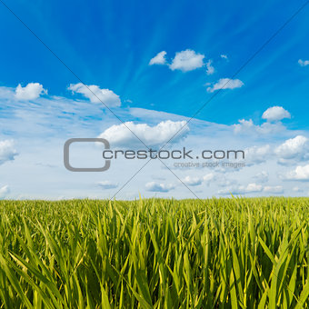 green grass under cloudy sky