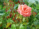 Rose with water drops in flowerbed