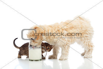 Small dog and kitten craving the same milk
