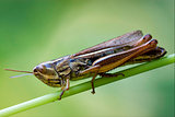 brown  grasshopper chorthippus brunneus in