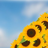 bight sunflowers ob blue sky