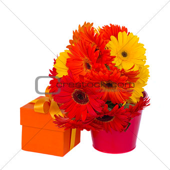 gerbera flowers in pot with gift box