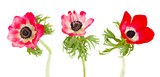 three  anemone flowers