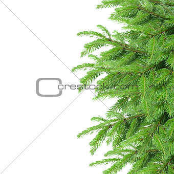 fir tree border