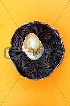 button mushrooms