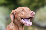 Closeup of a Happy Looking Vizsla Dog