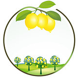 lemon cultivation