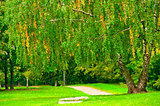 Birch tree on the lawn in the park, at the beginning of October.